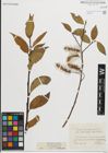 Foto von Salix pentandra L.